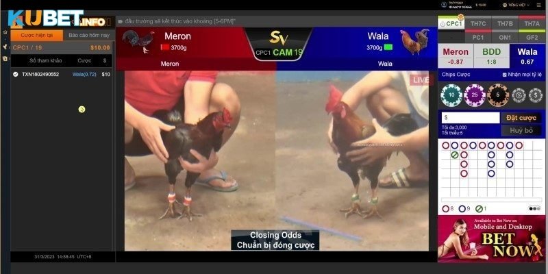 Đá Gà Kubet: Cá Cược Kịch Tính Với Tỷ Lệ Thưởng Hấp Dẫn 4 3 hình thức đá gà phổ biến tại nhà cái Kubet