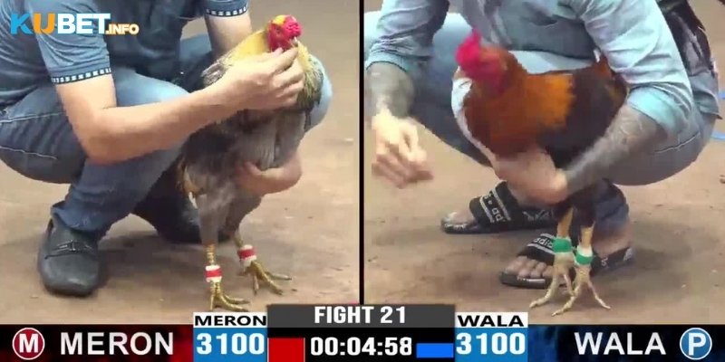 Đá Gà Kubet: Cá Cược Kịch Tính Với Tỷ Lệ Thưởng Hấp Dẫn 6 Mẹo cá cược đá gà dễ thắng cho newbie