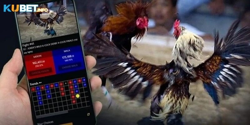Đá Gà Kubet: Cá Cược Kịch Tính Với Tỷ Lệ Thưởng Hấp Dẫn 2 Tổng quan đá gà Kubet